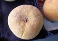 Close up of melons. Texture of melon peel Royalty Free Stock Photo