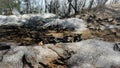 Close-up melting snow on sandy ground of spring forest. Nature background of woods on sunny day outdoors. March Royalty Free Stock Photo