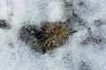 Close-up of melting snow. Thawing snow on land