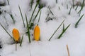 Close-up of melting snow and yellow crocus blooming in early spring in the forest. Beautiful wild crocuses flowers Royalty Free Stock Photo