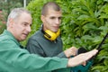 close up men cutting hedge