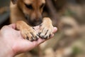 Close up Men`s hand is holding on to the dog`s feet.