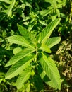 Close up Mentha longifolia or wild mint plant with green background in sun light. Royalty Free Stock Photo