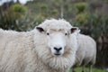 Close up merino sheep in new zealand livestock farm Royalty Free Stock Photo