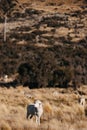 close up merino sheep in new zealand livestock farm Royalty Free Stock Photo