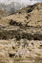 close up merino sheep in new zealand livestock farm Royalty Free Stock Photo