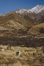 close up merino sheep in new zealand livestock farm Royalty Free Stock Photo