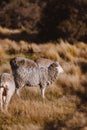 close up merino sheep in new zealand livestock farm Royalty Free Stock Photo