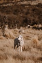 close up merino sheep in new zealand livestock farm Royalty Free Stock Photo