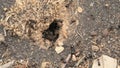 Messor ants in anthill
