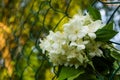 Close up of metal chain-link in the garden. White Jasmine flowers with green leaves in diamond mesh wire fence on blurred green