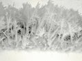 Close-up of a metal fence covered with beautiful frost. Leningrad region. Royalty Free Stock Photo