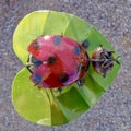 Metal Lacquered Ladybug Ornament in Nevada Cactus Nursery