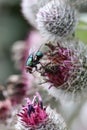 a green fly on a Arctium tomentosum, Wooly Burdock on the summer meadow