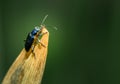 Metallic blue leaf beetle