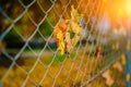 Close up metallic net-shaped fence from wire with autumn leaf stucked in it on a background of blur city Royalty Free Stock Photo