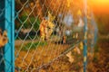 Close up metallic net-shaped fence from wire with autumn leaf stucked in it on a background of blur city Royalty Free Stock Photo