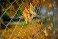 Close up metallic net-shaped fence from wire with autumn leaf stucked in it on a background of blur city Royalty Free Stock Photo