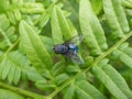 Close-up of metallic, shiny blue bottle fly, orange-bearded blue bottle or bottlebe (Calliphora vomitoria) Royalty Free Stock Photo