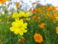 Blurred concept, Mexican Aster or Orange flower, Beautiful flowers bloom in the garden, nature background