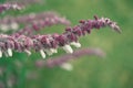 Close up of a Mexican bush sage cluster on a natural, blurred background Royalty Free Stock Photo