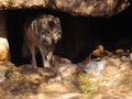 Close Up of Mexican Grey Wolf in Cave Royalty Free Stock Photo