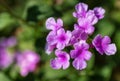 Close up of Mexican petunias ruellia simplex