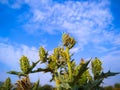 Close-Up of Mexican Prickly Poppy  plant against sky Royalty Free Stock Photo