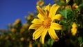 Close Up of Mexican Sunflower