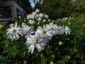 Michaelmas Daisy (Aster dumosus) \'Kristina\' flowering with semi-double yellow eyed white flowers in autums