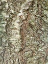 Close-up micro photography of tree bark