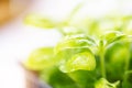 Close-up of microgreen basil in 6 days. Germinating seeds at home. Vegan and healthy food concept. Sprouts are obtained Royalty Free Stock Photo