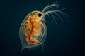 Microscopic close-up of transparent Daphnia water flea showing internal anatomy and long antennae Royalty Free Stock Photo