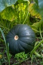 Close up mid sized green Pumpkin growing in pumpkins farm.