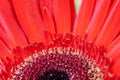 Close-up middle semicircle part of red flower gerbera. Beautiful floral background with soft focus. Royalty Free Stock Photo