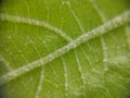 Midrib of a green leaf macroscopic close-up Royalty Free Stock Photo