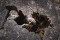 Close-up midsection nature termite damage tree stump Royalty Free Stock Photo