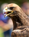Close-up of a mighty Eagle Royalty Free Stock Photo