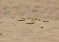 Close-up of an Migratory locust swarm