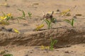 Close-up of an Migratory locust swarm Royalty Free Stock Photo