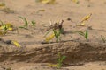 Close-up of an Migratory locust swarm