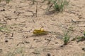 Close-up of an Migratory locust swarm