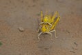 Close-up of an Migratory locust swarm