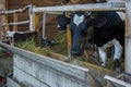 Close up of milking cow eating hay Royalty Free Stock Photo