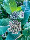 Close up of Milkweed flower