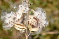 The Seeds and Silky Hairs of Milkweed