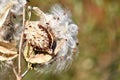 The Seeds and Silky Hairs of Milkweed