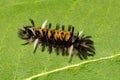 Milkweed Tussock Moth Caterpillar