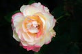 Close up of milky white rose flower Royalty Free Stock Photo