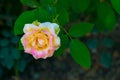 Close up of milky white rose flower ,green leaves Royalty Free Stock Photo